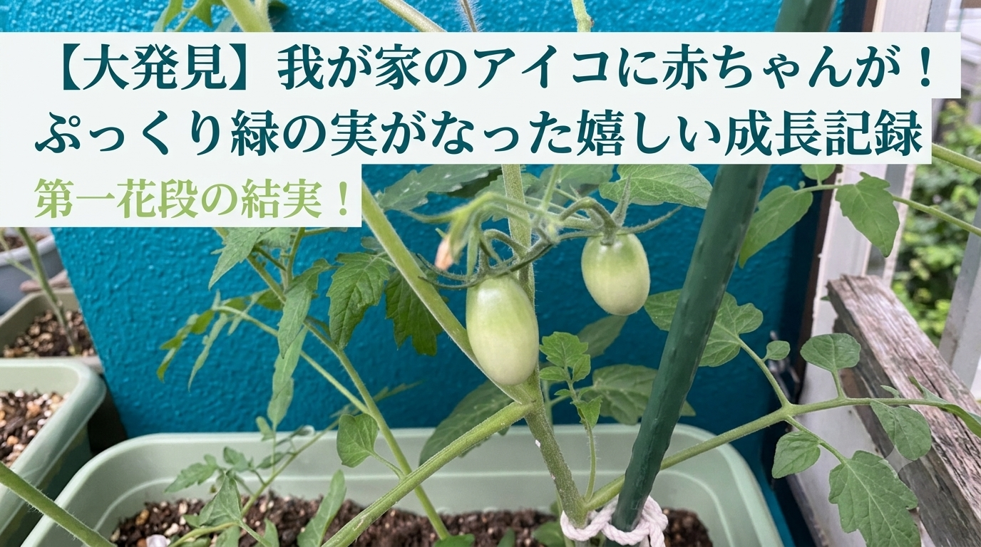 アイキャッチ