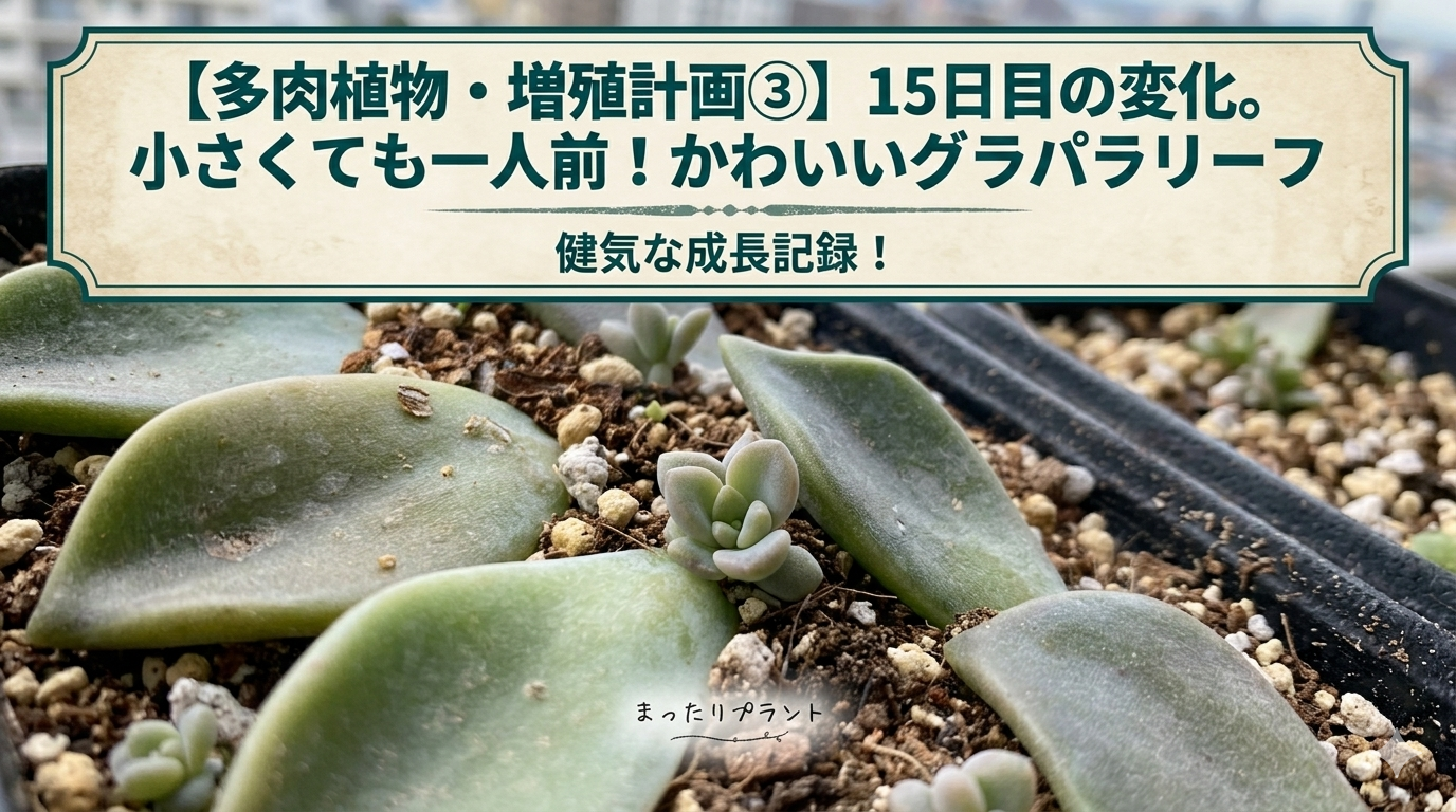 アイキャッチ